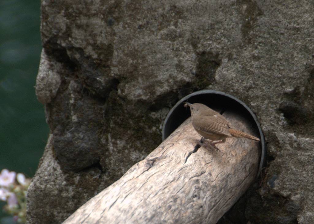 DSC_4990.NEF by Bird Brian is licensed under CC BY 2.0.